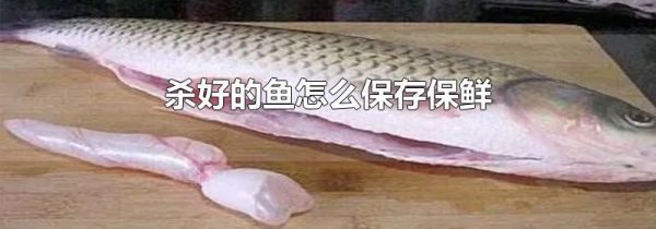 杀好的鱼怎么保存保鲜