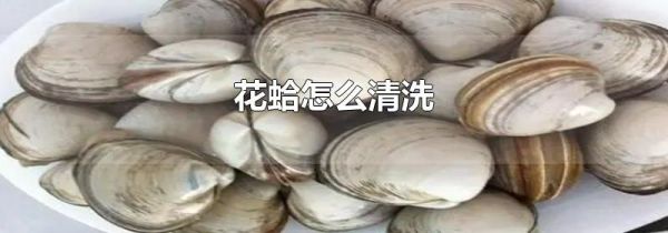 花蛤怎么清洗