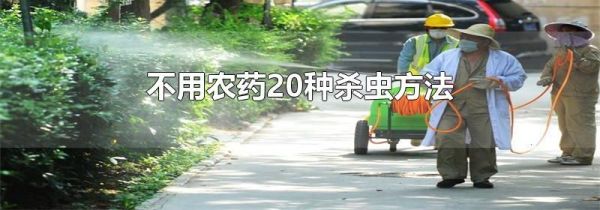 不用农药20种杀虫方法