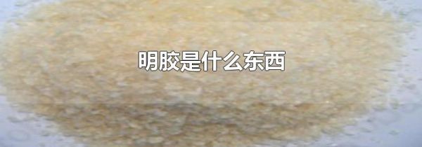 明胶是什么东西