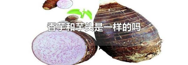 香芋和芋头是一样的吗