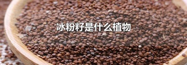 冰粉籽是什么植物