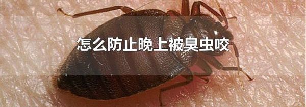 怎么防止晚上被臭虫咬