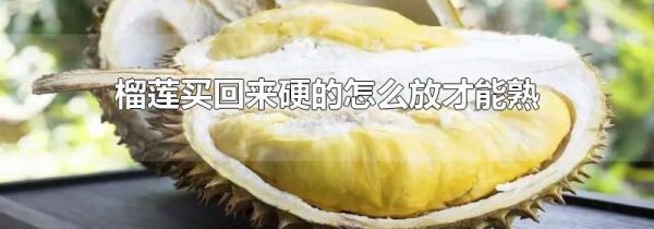 榴莲买回来硬的怎么放才能熟
