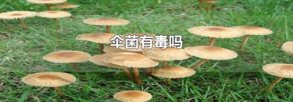 伞菌有毒吗