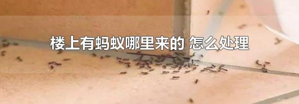 楼上有蚂蚁哪里来的 怎么处理