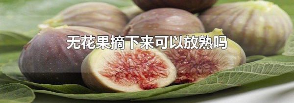 无花果摘下来可以放熟吗