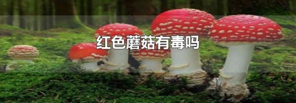 红色蘑菇有毒吗