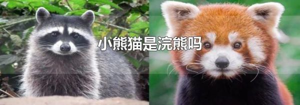 小熊猫是浣熊吗