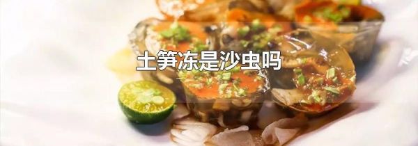 土笋冻是沙虫吗