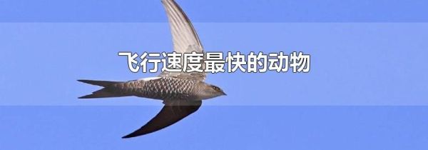 飞行速度最快的动物
