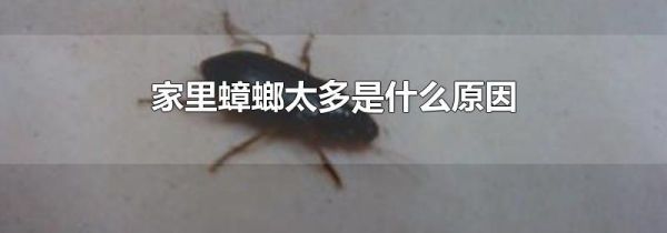 家里蟑螂太多是什么原因