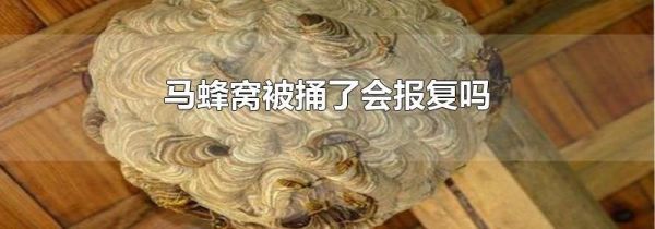 马蜂窝被捅了会报复吗