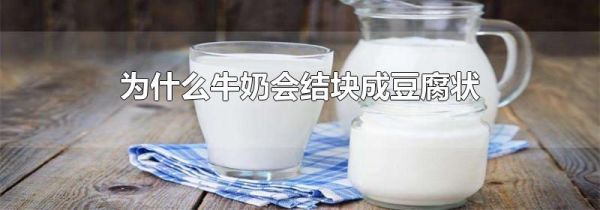 为什么牛奶会结块成豆腐状