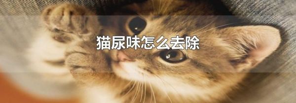 猫尿味怎么去除