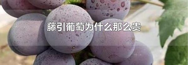 藤引葡萄为什么那么贵