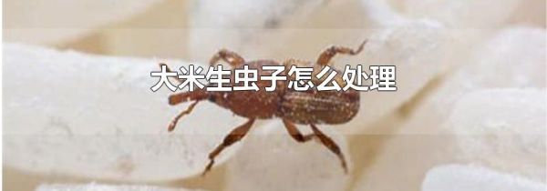 大米生虫子怎么处理