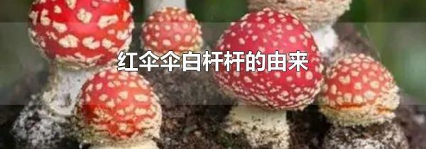 红伞伞白杆杆的由来