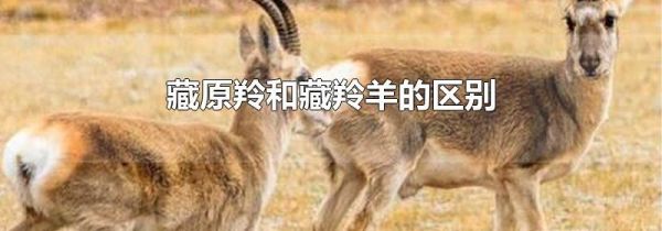 藏原羚和藏羚羊的区别