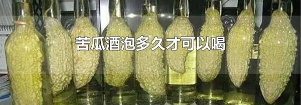苦瓜酒泡多久才可以喝