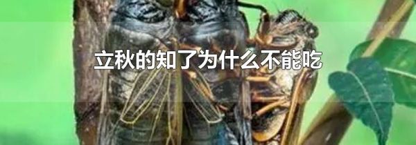 立秋的知了为什么不能吃