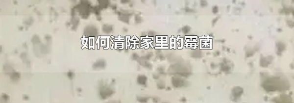 如何清除家里的霉菌