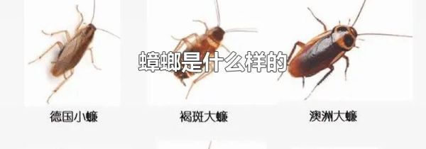 蟑螂是什么样的