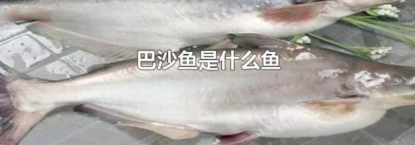 巴沙鱼是什么鱼