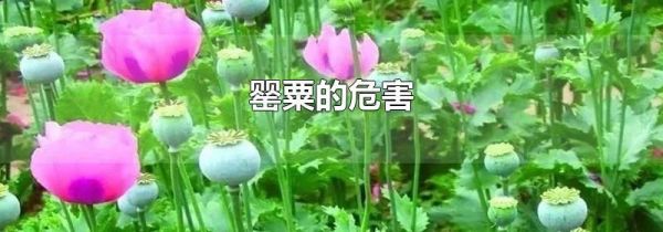 罂粟的危害