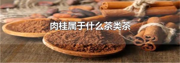 肉桂属于什么茶类茶