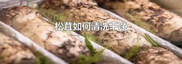松茸如何清洗干净