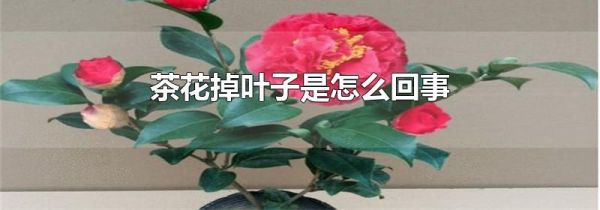 茶花掉叶子是怎么回事