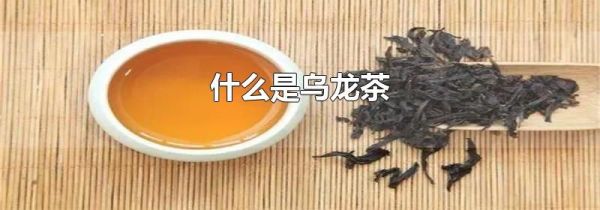 什么是乌龙茶