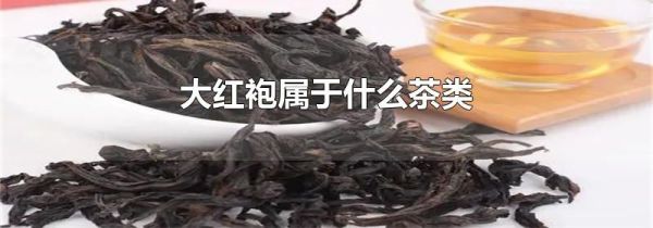大红袍属于什么茶类