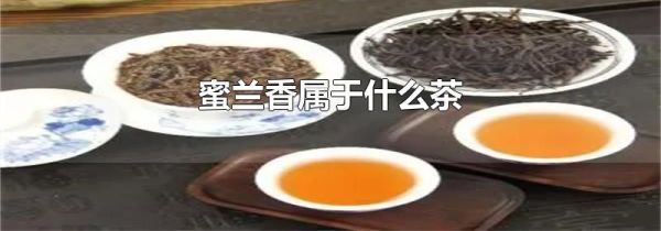 蜜兰香属于什么茶