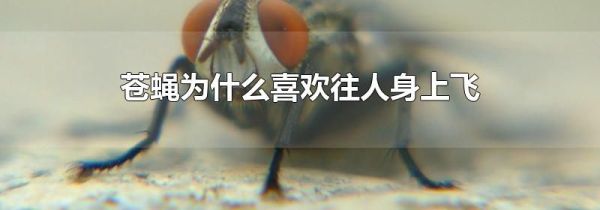苍蝇为什么喜欢往人身上飞