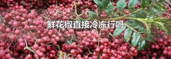 鲜花椒直接冷冻行吗