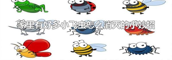 家里有好多小飞虫怎么消灭的小妙招