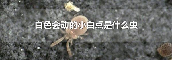 白色会动的小白点是什么虫