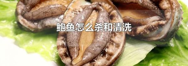 鲍鱼怎么杀和清洗