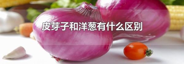 皮芽子和洋葱有什么区别