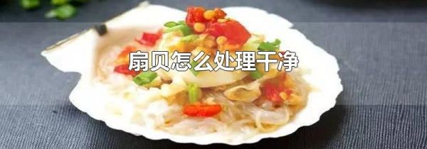 扇贝怎么处理干净