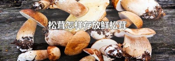 松茸怎样存放鲜松茸