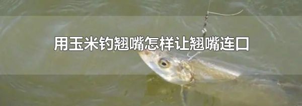 用玉米钓翘嘴怎样让翘嘴连口