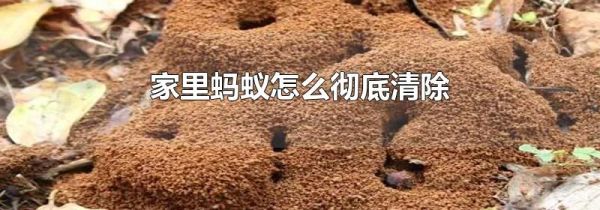 家里蚂蚁怎么彻底清除