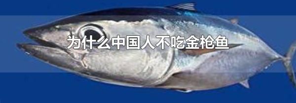为什么中国人不吃金枪鱼