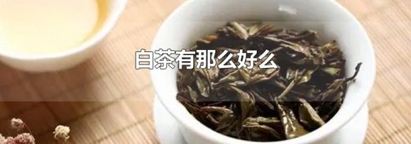 白茶有那么好么