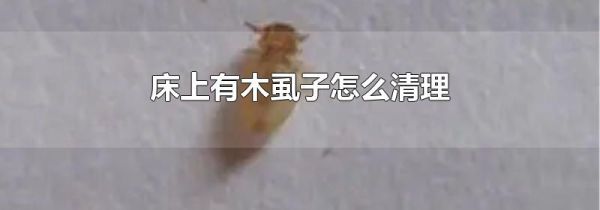 床上有木虱子怎么清理