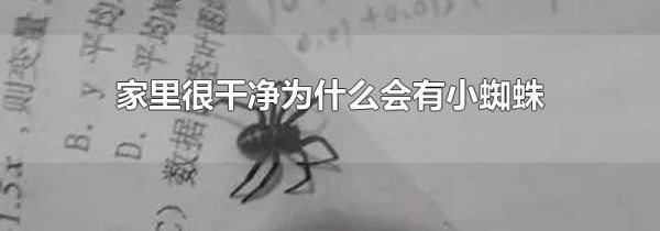 家里很干净为什么会有小蜘蛛
