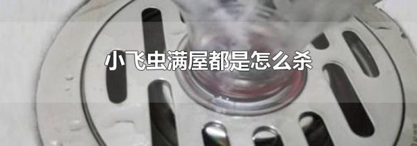 小飞虫满屋都是怎么杀